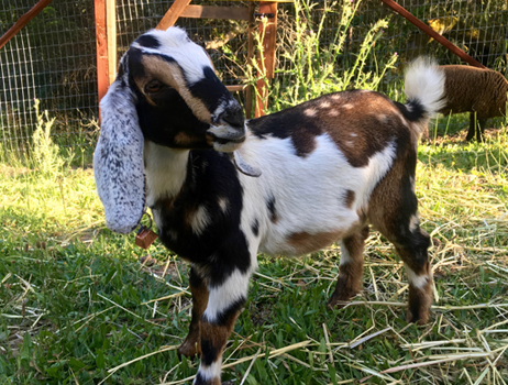 Best Goat Breeds For Pets Pethelpful