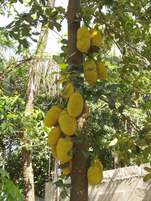 essay on jackfruit The acceptability of jackfruit (artocarpus heterophyllus) seeds as nutritive organic chips an investigatory project entry to the intel philippines division. essay on jackfruit The acceptability of jackfruit (artocarpus heterophyllus) seeds as nutritive organic chips an investigatory project entry to the intel philippines division.