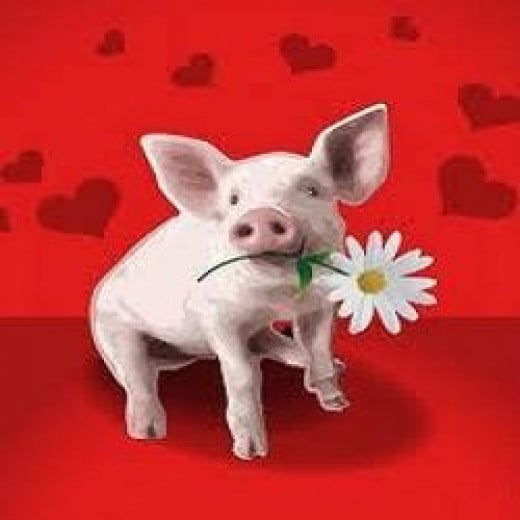 Pig Idioms HubPages