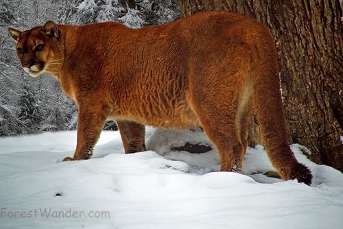 Mountain Lion in the Snow - Used under creative commons