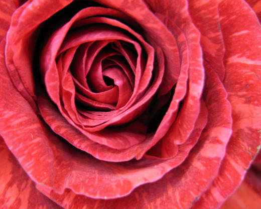 Lovely color variations in this rose