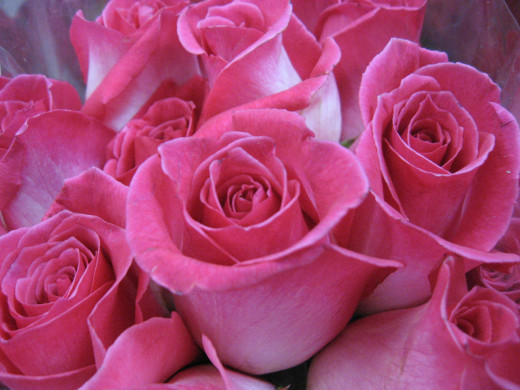 Bouquet of roses