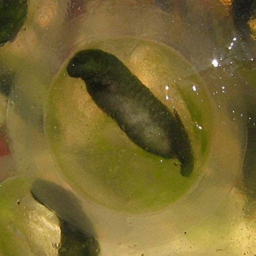 Salamander Egg