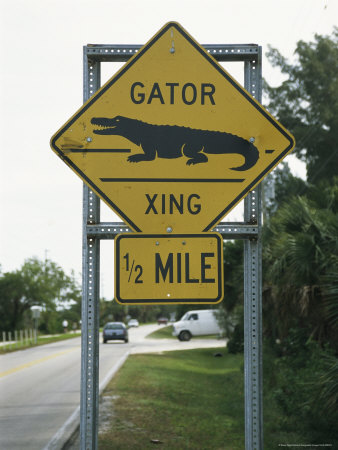 Alligator Road Sign from All Posters