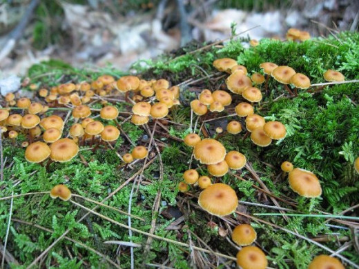 These are certainly prolific. The log was covered with moss and these tiny mushrooms. 