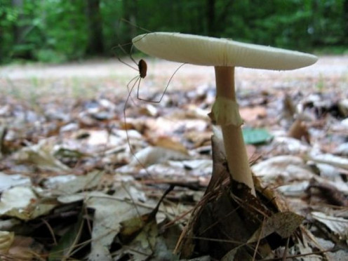 Daddy long legs under the mushroom cap