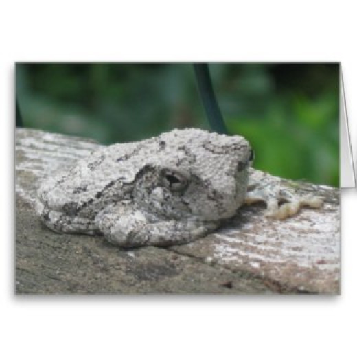 The Gray Tree Frog in New Hampshire