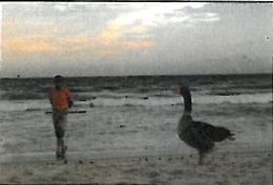 Walking on the beach with his goose - Acton Kaye