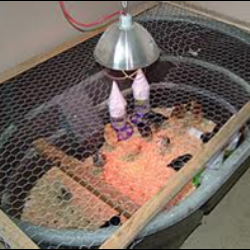A plastic storage tub can make a healthy and comfortable brooder.