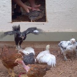 Our daughter shoo's the chickens out of the coop for the first time.  No chickens were harmed in the making of this photo!