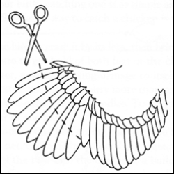 Clip the long, hollow feathers on only one wing.