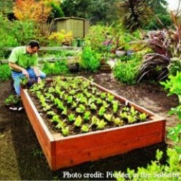 Safe, Chemical-Free Wood Sealers for Raised Beds and Container Gardens