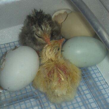 Two fresh youngsters keeping warm and drying off in the incubator.