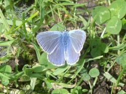Common Blue