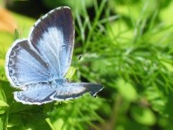 Holly Blue