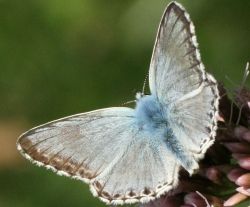 Chalkhill Blue