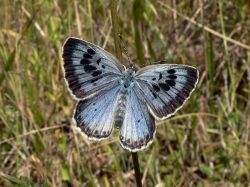 Large Blue