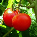 How to Grow Tomatoes from Seeds