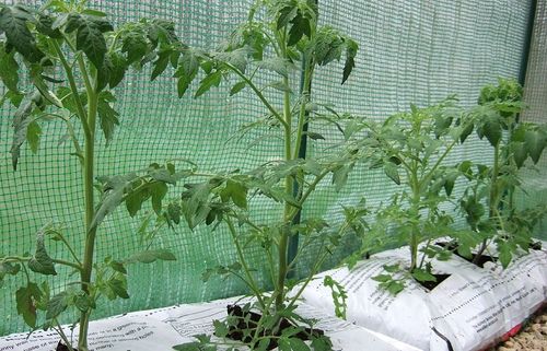 growing tomatoes in bags