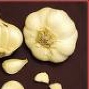 garlic profile image