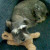 Ladybug napping on Mr. Bear. Ladybug napping on Mr. Bear.