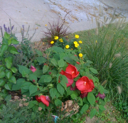 Pretty flowers blooming in the mailbox garden.