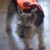 Winnie decides she likes Ladybug's costume better than hers! Winnie decides she likes Ladybug's costume better than hers!