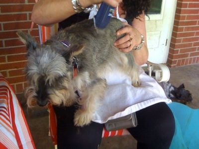 Pretty Monty, Getting Trimmed By The Blue Wahl Clippers!