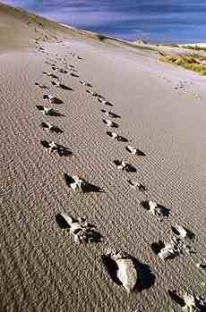 Love is God... FootPrints in The Sand