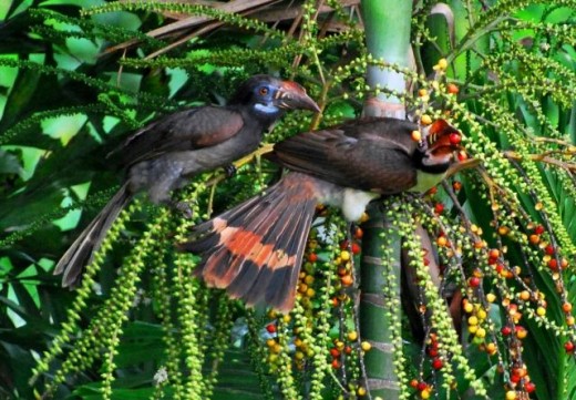 Luzon Hornbill pair