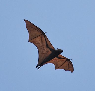 Flying fox fruit bat of Subic Bay Freeport zone, in Olongapo, Zambales.