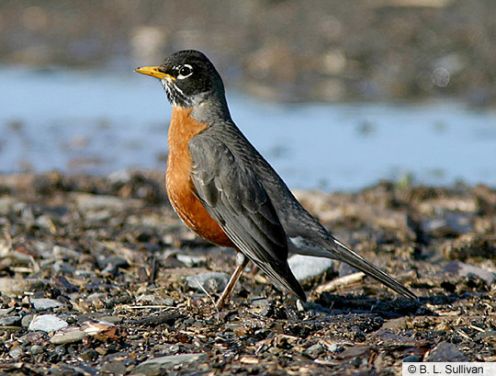 American Robin - often the first sign of spring. 
