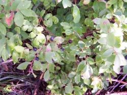 Finding Huckleberry Patches