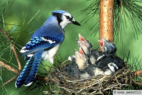 Bluejays - nesting in a pine tree.