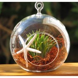 Starfish and Air Plant in Glass Terrarium