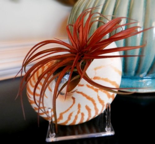 Air Plant Tillandsia Brachycaulos Miniata with Nautilus Shell and Acrylic Stand