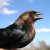 Brown-Headed Cowbird Male Brown-Headed Cowbird Male
