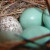 Speckled Brown-Headed Cowbird egg in a finch nest. Speckled Brown-Headed Cowbird egg in a finch nest.