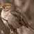 European House Sparrow Female European House Sparrow Female