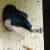 Tree Swallow in our bird house Tree Swallow in our bird house