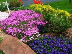 Creeping Phlox, Wild Violets, Basket of Gold