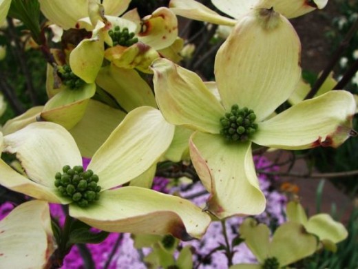 Flowering Dogwood
