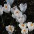 Crocus cluster