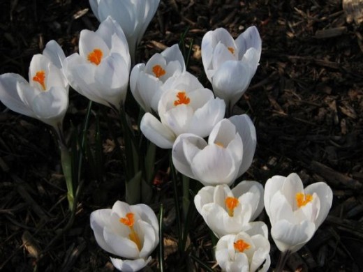 Crocus cluster