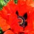 Oriental Poppy