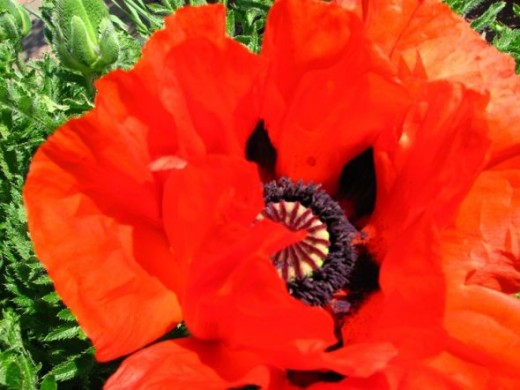 Oriental Poppy