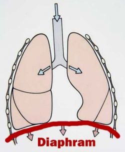 Breath from the Diaphragm by Diane Cass