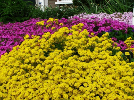Basket of Gold 