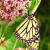 Monarch Butterfly on Milkweed