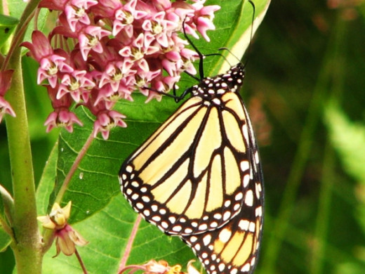 Monarch Butterfly on Milkweed
